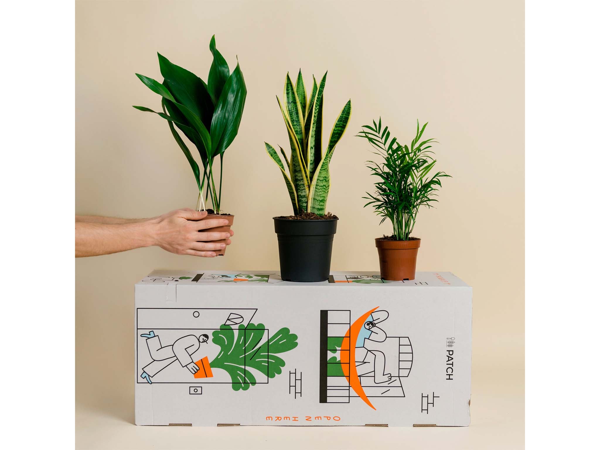 Best places to buy plants 2025 Online garden centres and nurseries with home delivery The Independent